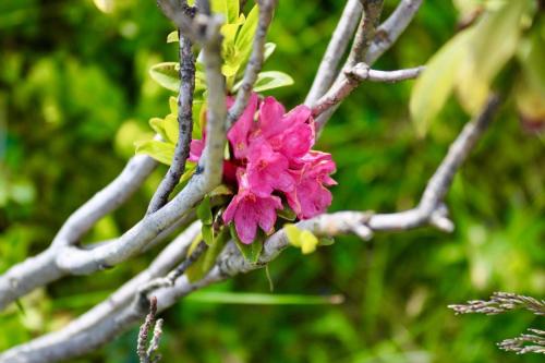 Appartementhaus Elmo