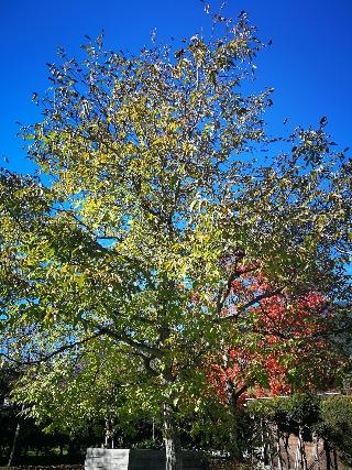 Sportpension Thayer Pension